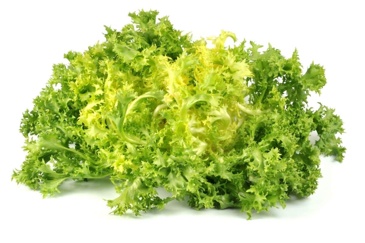A head of Frisée on a white counter. 