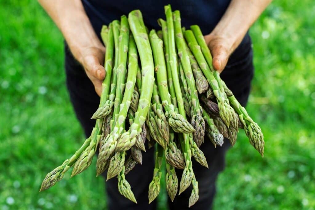 A person holding a bunch of asparagus