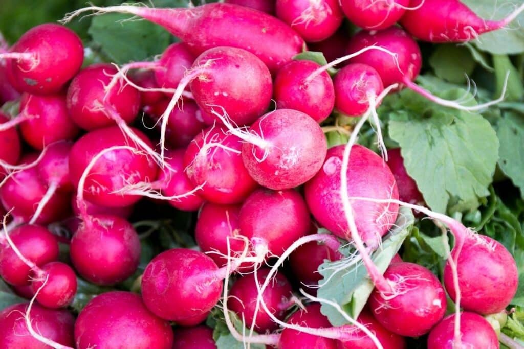 Lots of red radishes