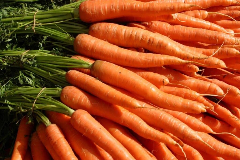 Carrots with green carrot tops