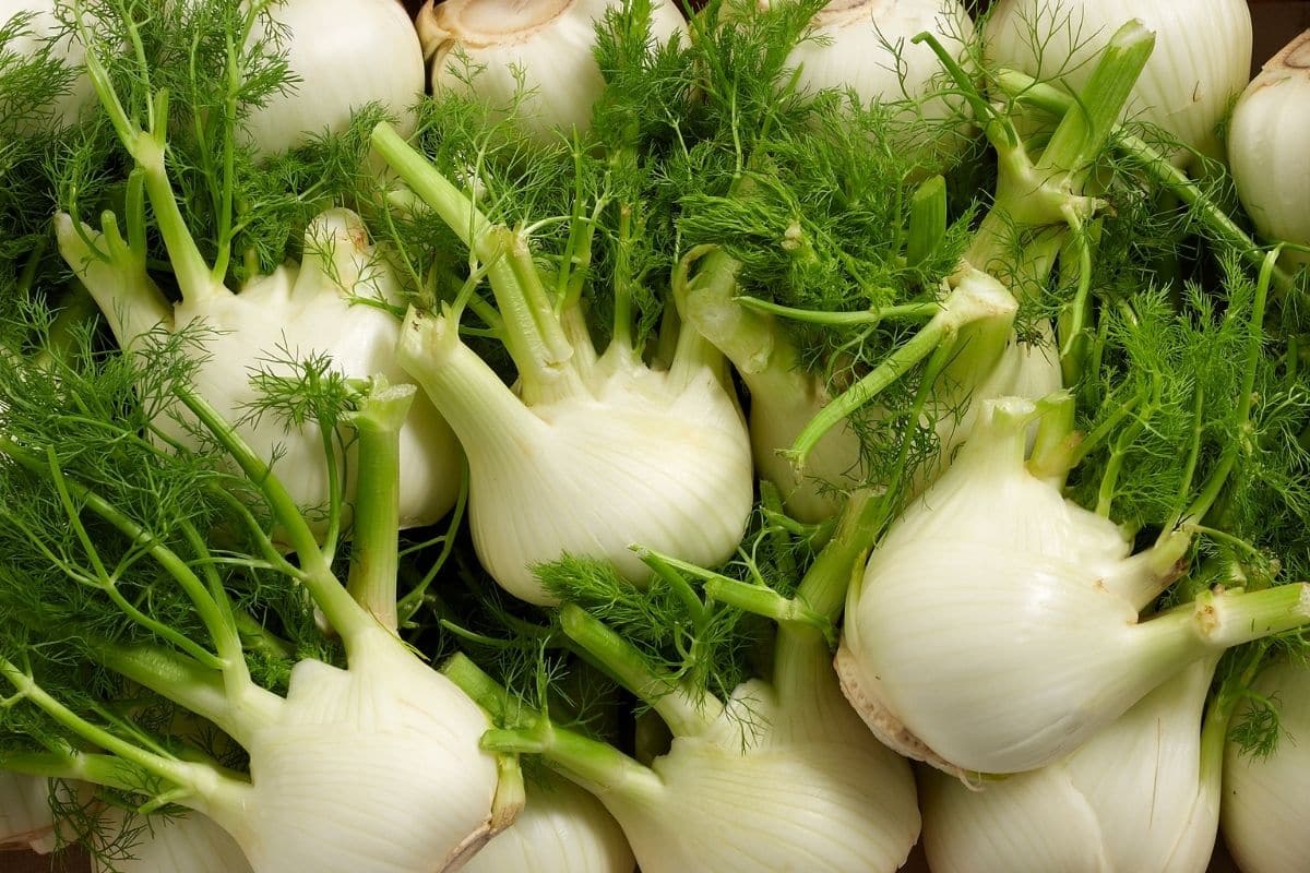 Several fennel bulbs scattered around - a great alternative to celery!