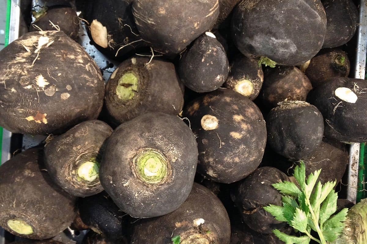 10 substitutes for horseradish-a bunch of black radishes at a farmers market