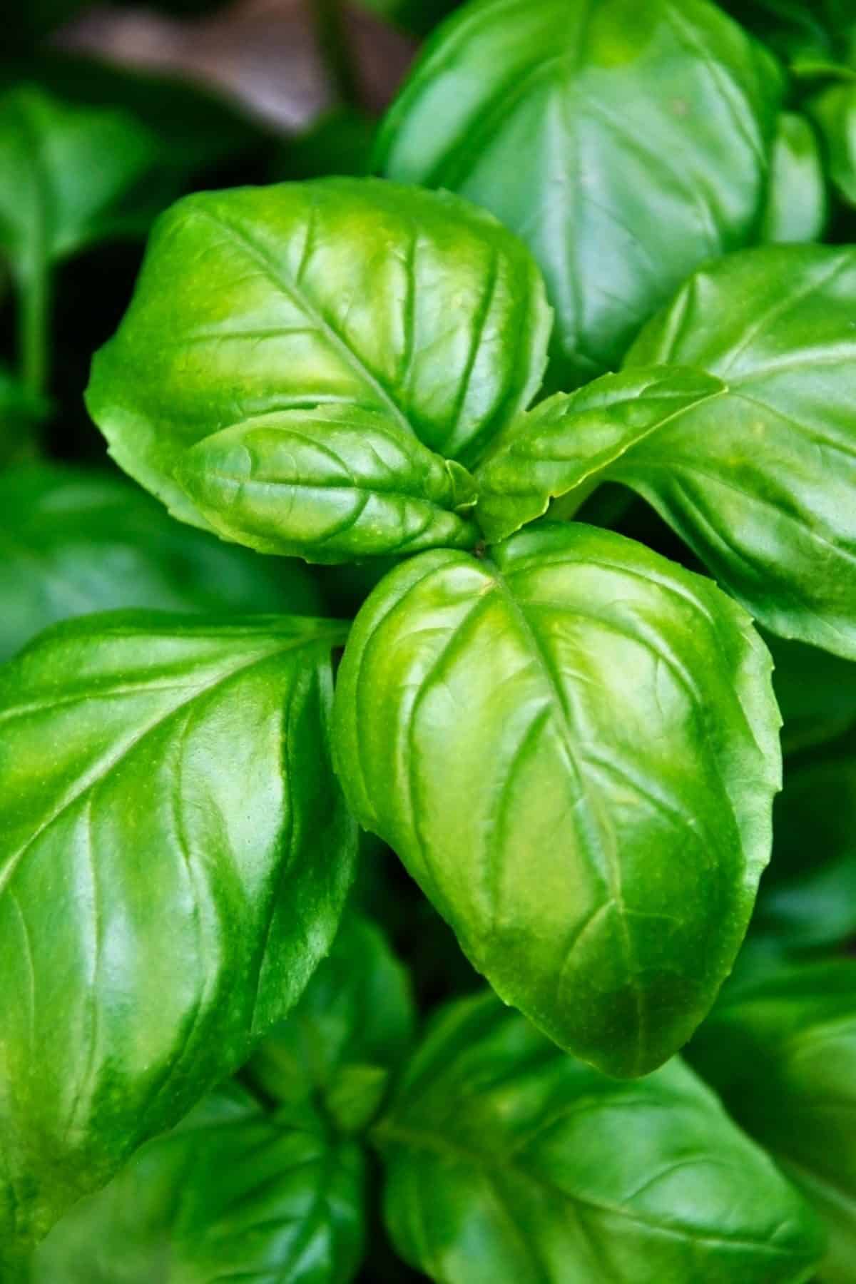 Fresh, green basil plant. Basil is a substitute for rosemary.