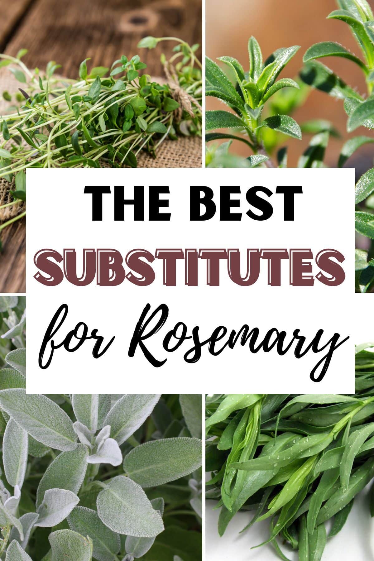 Graphic that says The Best Substitutes for Rosemary.